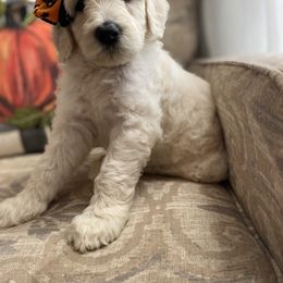 Goldendoodle Puppies from C.P. Puppy Buddies