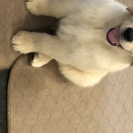 Golden Retriever Puppies from OPK GOLDENS