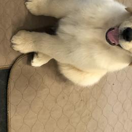 Golden Retriever Puppies from OPK GOLDENS