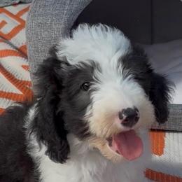 Candi - Black and white female Sheepadoodle puppy in Joelton, Tennessee from PC Pampered Parti's