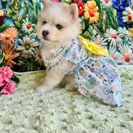 Pomsky and Siberian Husky Puppies from Hemlock Pines Pomsky