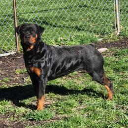 Legacy - Rottweiler