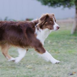 Cassidy - Miniature American Shepherd