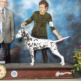 Hazel - Dalmatian