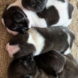 French Bulldog Puppies from Yukon Golden Retrievers and French Bulldogs