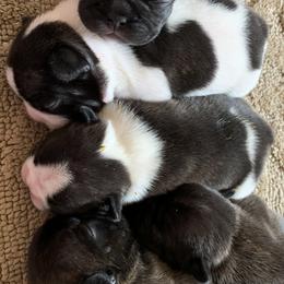 French Bulldog Puppies from Yukon Golden Retrievers and French Bulldogs