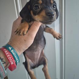 Chiweenie black tan girl - Black and tan female Dachshund puppy in Madisonville, Tennessee from LaRose Farm & Kennels