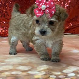 Goldie - Gold female Morkie puppy in Monticello, Iowa from Ashley’s Puppies
