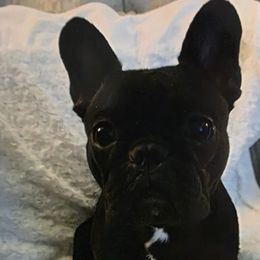 Lolita - French Bulldog