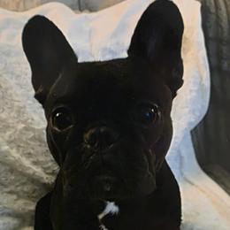 Lolita - French Bulldog