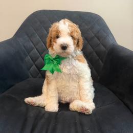 Morocco - Parti female Poodle puppy in New Britain, Connecticut from Poodles of New England