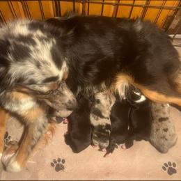 Miniature Australian Shepherd Puppies from Broken T Australian Shepherds