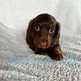 Dachshund Puppies from 2 Knights Doxies