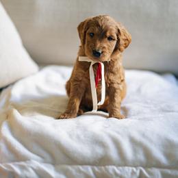 Red collar boy - Gaston - Red  male Goldendoodle puppy in Duncan, South Carolina from Abner Creek Poodles & Doodles