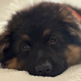 German Shepherd Puppies from Salty Raccoon Ranch German Shepherds