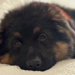German Shepherd Puppies from Salty Raccoon Ranch German Shepherds
