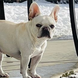 Cassie - French Bulldog