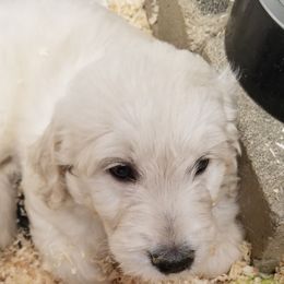 Goldendoodle Puppies from Jennifer's Canines