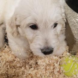 Goldendoodle Puppies from Jennifer's Canines