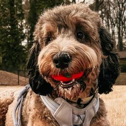 Bernedoodles and Goldendoodles from Reece + Co Doodles