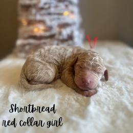 Shortbread - Apricot female Goldendoodle puppy in Taylorsville, North Carolina from Doggone Dixie Doodles