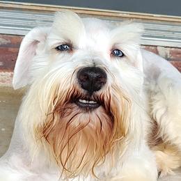 Miniature Schnauzers from Happy Pawz Schnauzers