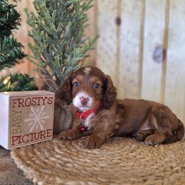 AKC Meet Mistletoe :) - Piebald male Dachshund puppy in Centerville, Iowa from Barnyard Dachshunds, Dals & Doodles