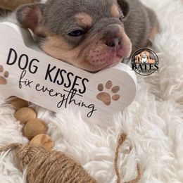 French Bulldog Puppies from Bates Bulldogs