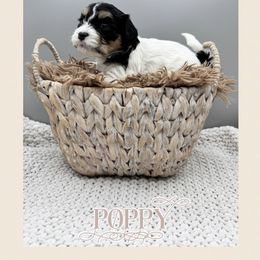 Poppy - Tri-color female Cavachon puppy in Awendaw, South Carolina from LierChonPoo