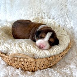 Tanner - Sable male Bernedoodle puppy in Bremen, Indiana from Farmland Doodles