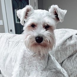 Miniature Schnauzers from Love Me Schanuzers
