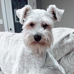 Miniature Schnauzers from Love Me Schanuzers