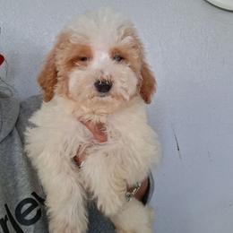 Tongo - Apricot male Goldendoodle puppy in Milwaukwe, Wisconsin from Wisconsin Doodles
