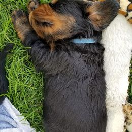Gordon Setter Puppies from Bravo Gordon Setters