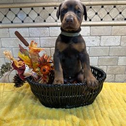 Rosie - Red and rust female Doberman Pinscher puppy in Boyd, Texas from Team Feem Breeders
