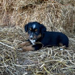 Jet - Black tri male Miniature American Shepherd puppy in Ava, Missouri from Blue Blood Mini Aussies