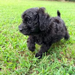 Pebbles - Black female Poodle puppy in Dardanelle, Arkansas from Country Acre Poodles