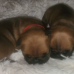 French Bulldog Puppies from Ma Chérie French Bulldogs