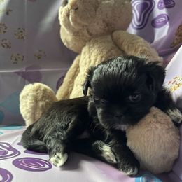 Peaches - Black and white female Shih Tzu puppy in Bluffton, South Carolina from Cuddly Coastal Cuties