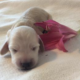 Scary - Cream female Dachshund puppy in Sebring, Florida from Mini Weenies