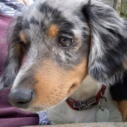 Dachshunds from Moore Doxies