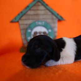 Little Foot - Piebald female Dachshund puppy in Quemado, New Mexico from TNT Dachshunds
