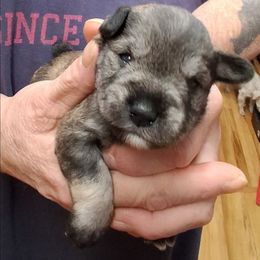 Girl 2 - Salt and pepper female Miniature Schnauzer puppy in Raymond, Washington from Springs Miniature Schnauzers