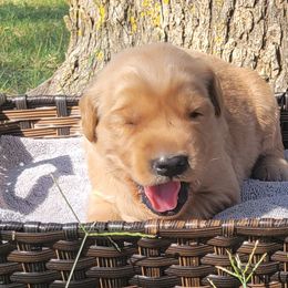 Tully - Golden Retriever puppy from Copperhead Creek Goldens