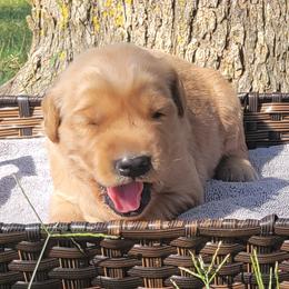 Tully - Golden Retriever puppy from Copperhead Creek Goldens