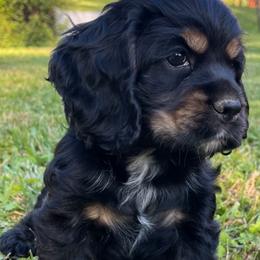 Zoe - Black and tan female Cocker Spaniel puppy in Roanoke, West Virginia from Blackberry Farm Cockers