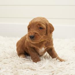 Simba - Yellow collar - Apricot male Goldendoodle puppy in Arlington, Washington from Anderson Goldendoodles