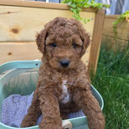 Sunny - Red male Aussiedoodle puppy in Blackfoot, Idaho from Draper Mountain Doodles
