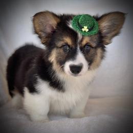 Girl 1 - Black and tan female Pembroke Welsh Corgi puppy in Surprise, Arizona from Ruff and Rowdy Corgis