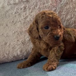 Star - Red  Poodle puppy in Jensen Beach, Florida from Pineapple Poodles